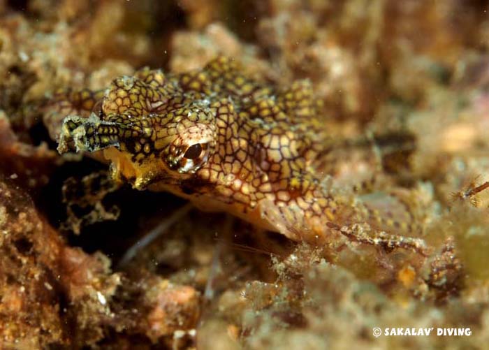 Madagascar dive sites differences